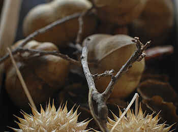 Kigelia Camp: Baumfrüchte Kigelia Camp: Baumfrüchte