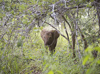 Lilayi: Elefant im Busch Lilayi: Elefant im Busch