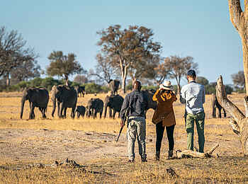 Linkwasha Camp: Walkingsafari Linkwasha Camp: Walkingsafari