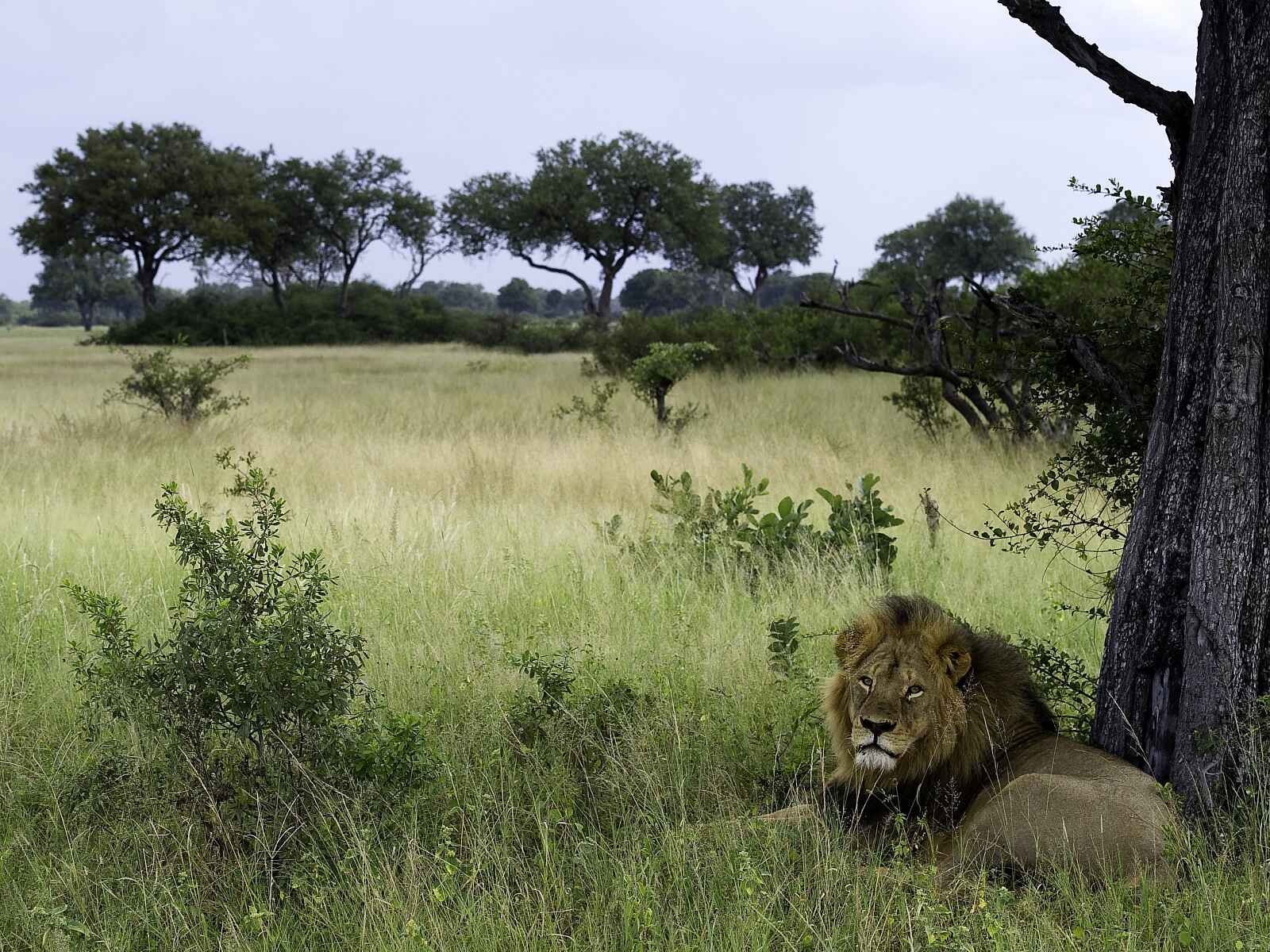 Little Makalolo Camp: Löwe im Grass Little Makalolo Camp: Löwe im Grass