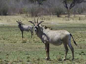 Little Makalolo Camp: Pferdeantilope Little Makalolo Camp: Pferdeantilope
