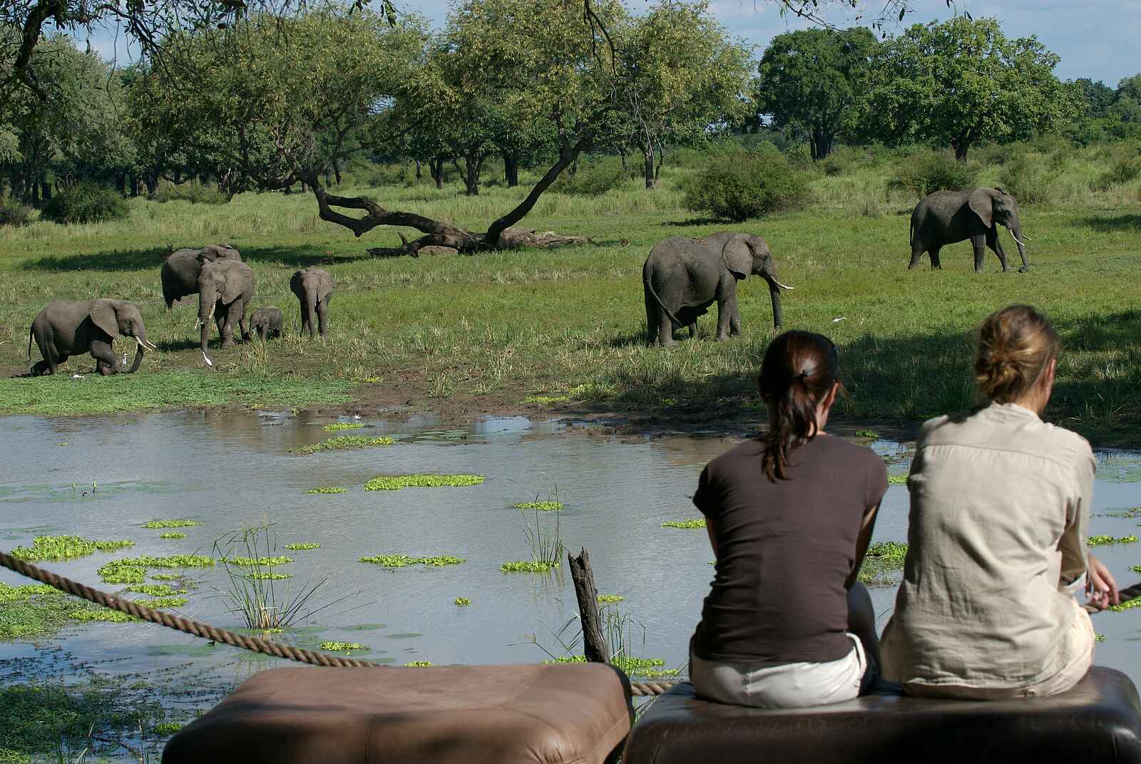 Luangwa Safari House: Elefantenherde an der Lagune Luangwa Safari House: Elefantenherde an der Lagune