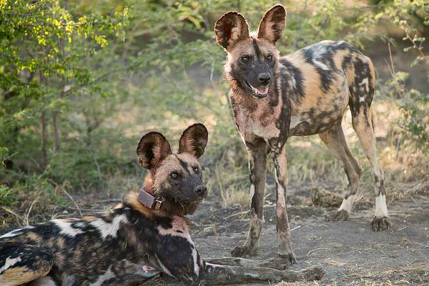 Madikwe Safari Lodge Dithaba: Seltene Wildhunde Madikwe Safari Lodge Dithaba: Seltene Wildhunde