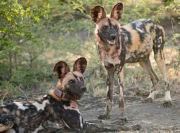 Madikwe Safari Lodge Dithaba: Seltene Wildhunde