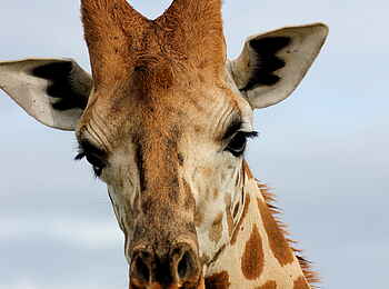 Murchison Falls National Park: Kopf einer Giraffe Murchison Falls National Park: Kopf einer Giraffe