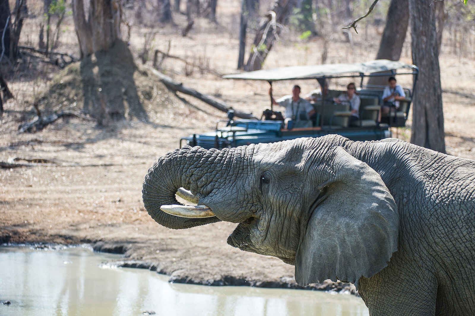 Mvuu Camp: Elefant trinkt am Shire River Mvuu Camp: Elefant trinkt am Shire River