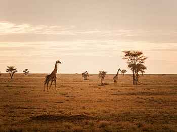 Namiri Plains Camp: Giraffe im Sonnenuntergang Namiri Plains Camp: Giraffe im Sonnenuntergang
