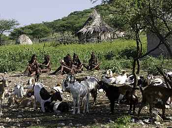 Palmwag Lodge: Ovahimba mit Vieh