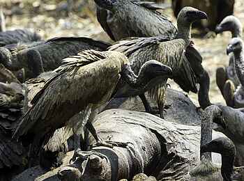 Robin Pope Safaris: Geier auf dem Aas