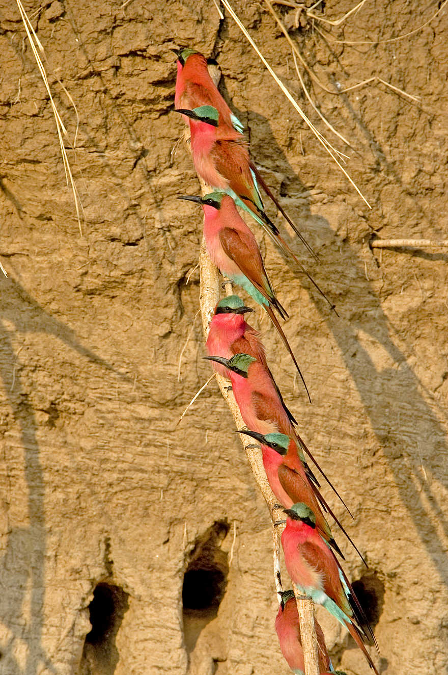 Shenton Carmine Bee Eater Hide: Aufgereiht Shenton Carmine Bee Eater Hide: Aufgereiht