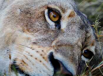 Shinde Footsteps: Gesicht einer Löwin Shinde Footsteps: Gesicht einer Löwin
