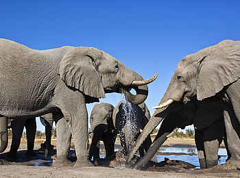 Skybeds: Elefanten beim Trinken Skybeds: Elefanten beim Trinken