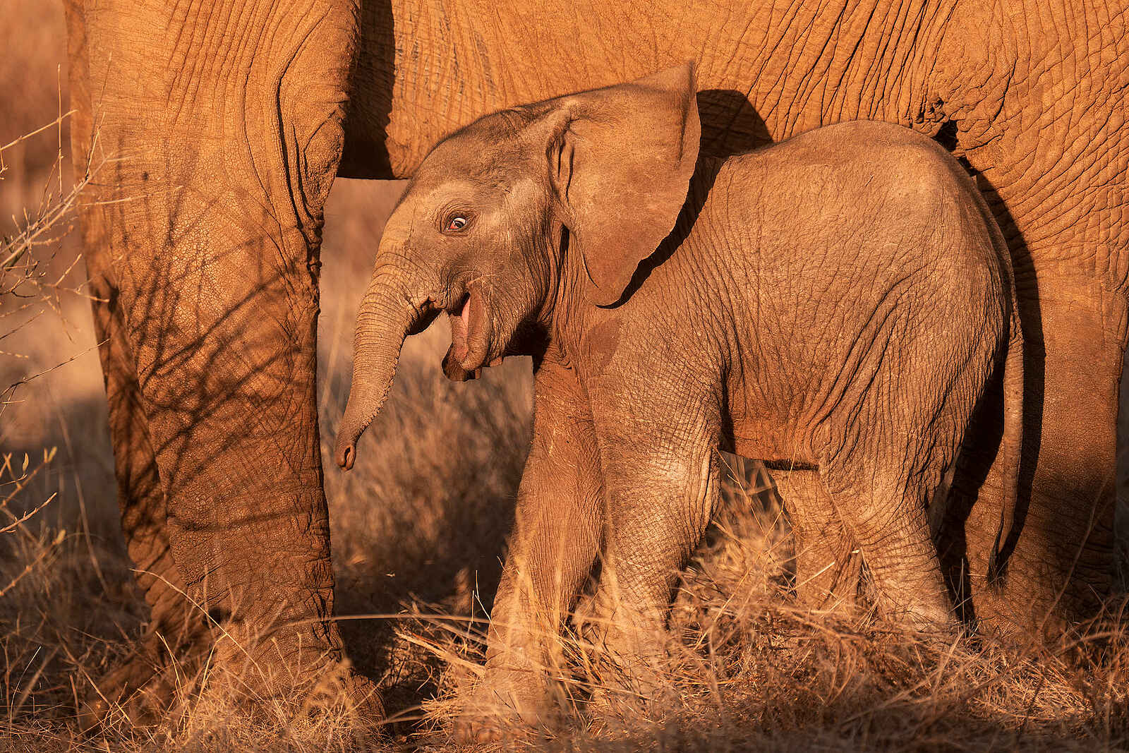 Soroi Larsens Camp: Ein Elefantenbaby Soroi Larsens Camp: Ein Elefantenbaby