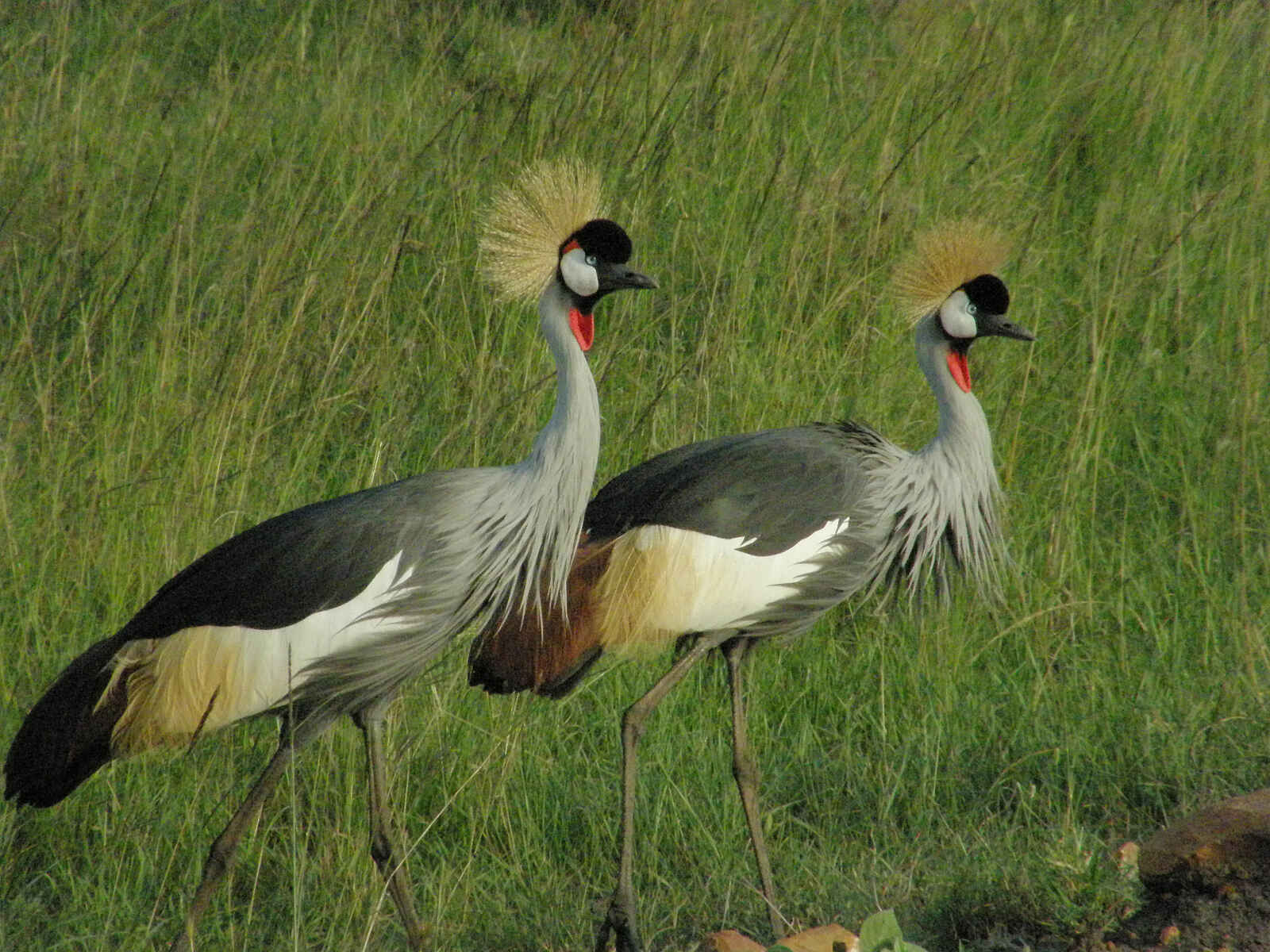 Tarangire Safari Lodge: Königskraniche Tarangire Safari Lodge: Königskraniche