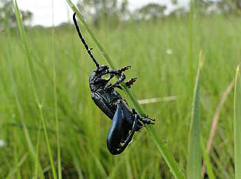 Wasa Lodge: Ungewöhnlicher Käfer