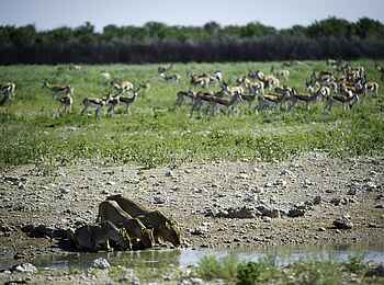 Anderssons at Ongava: Löwen an der Wasserstelle Anderssons at Ongava: Löwen an der Wasserstelle