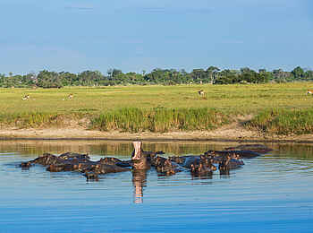 Gomoti Plains Camp: Hippos in Fluss
