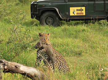 MalaMala Sable Camp: Leopard bei der Jagd