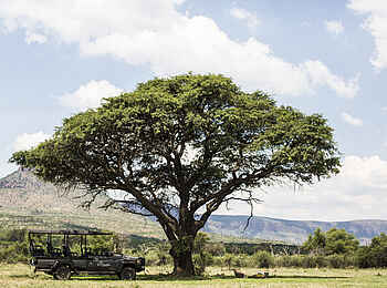Marataba Safari Lodge: Safari Jeep unter einem Baum