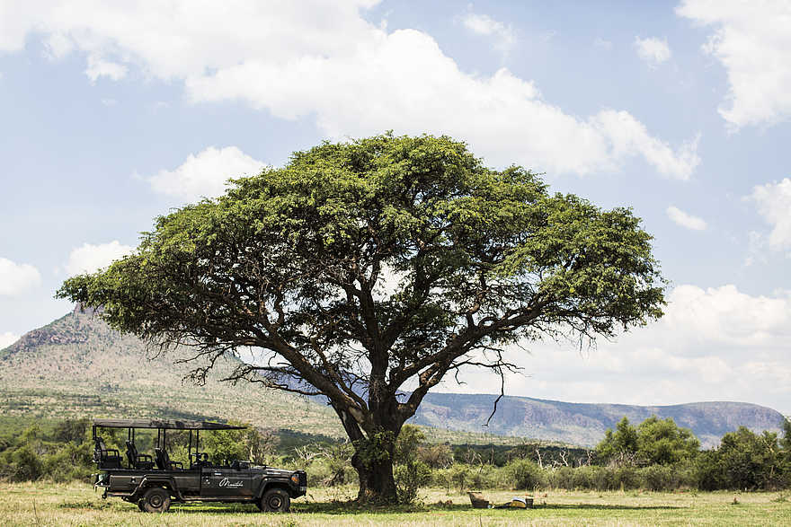 Marataba Safari Lodge: Safari Jeep unter einem Baum Marataba Safari Lodge: Safari Jeep unter einem Baum