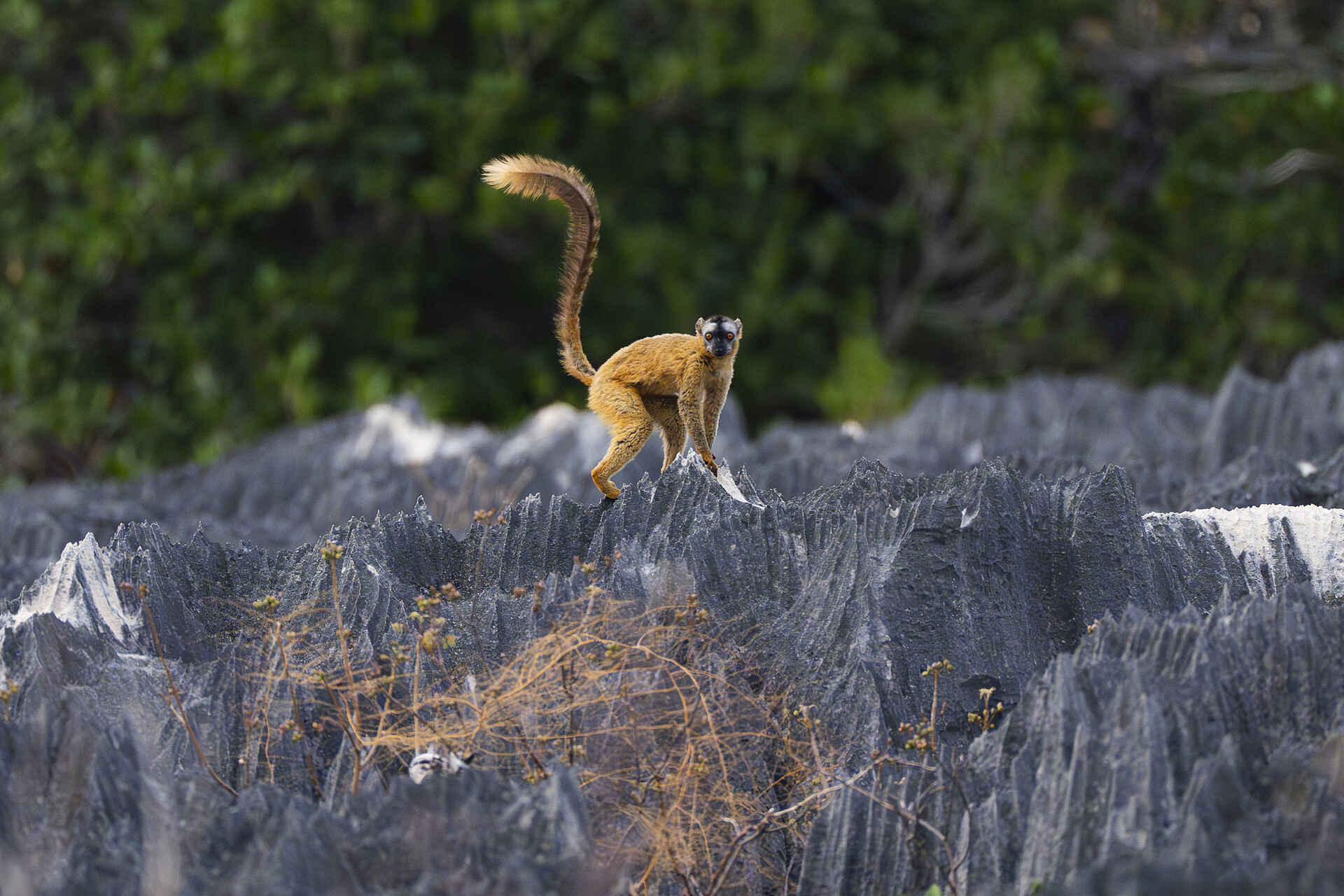 Namoroka Tsingy Camp: Lemur auf Tsingy