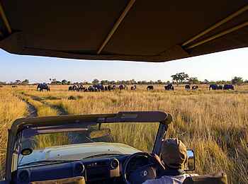 Namushasha River Lodge: Eine große Elefantenherde auf einer Pirschfahrt Namushasha River Lodge: Eine große Elefantenherde auf einer Pirschfahrt