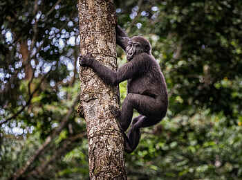 Ngaga Camp: Während dem Gorilla Trekking