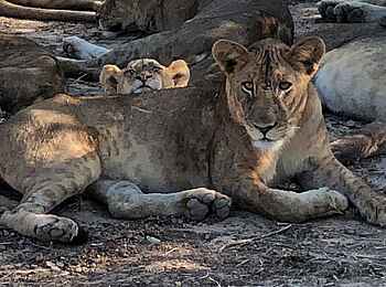 North Luangwa River Lodge and Camp: Löwin mit Jungem North Luangwa River Lodge and Camp: Löwin mit Jungem