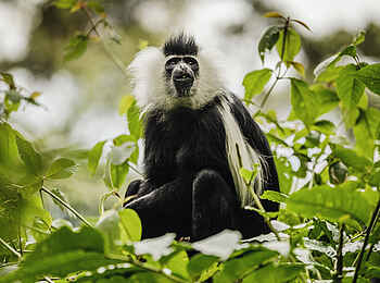 One and Only Nyungwe House: Colobus-Affe One and Only Nyungwe House: Colobus-Affe