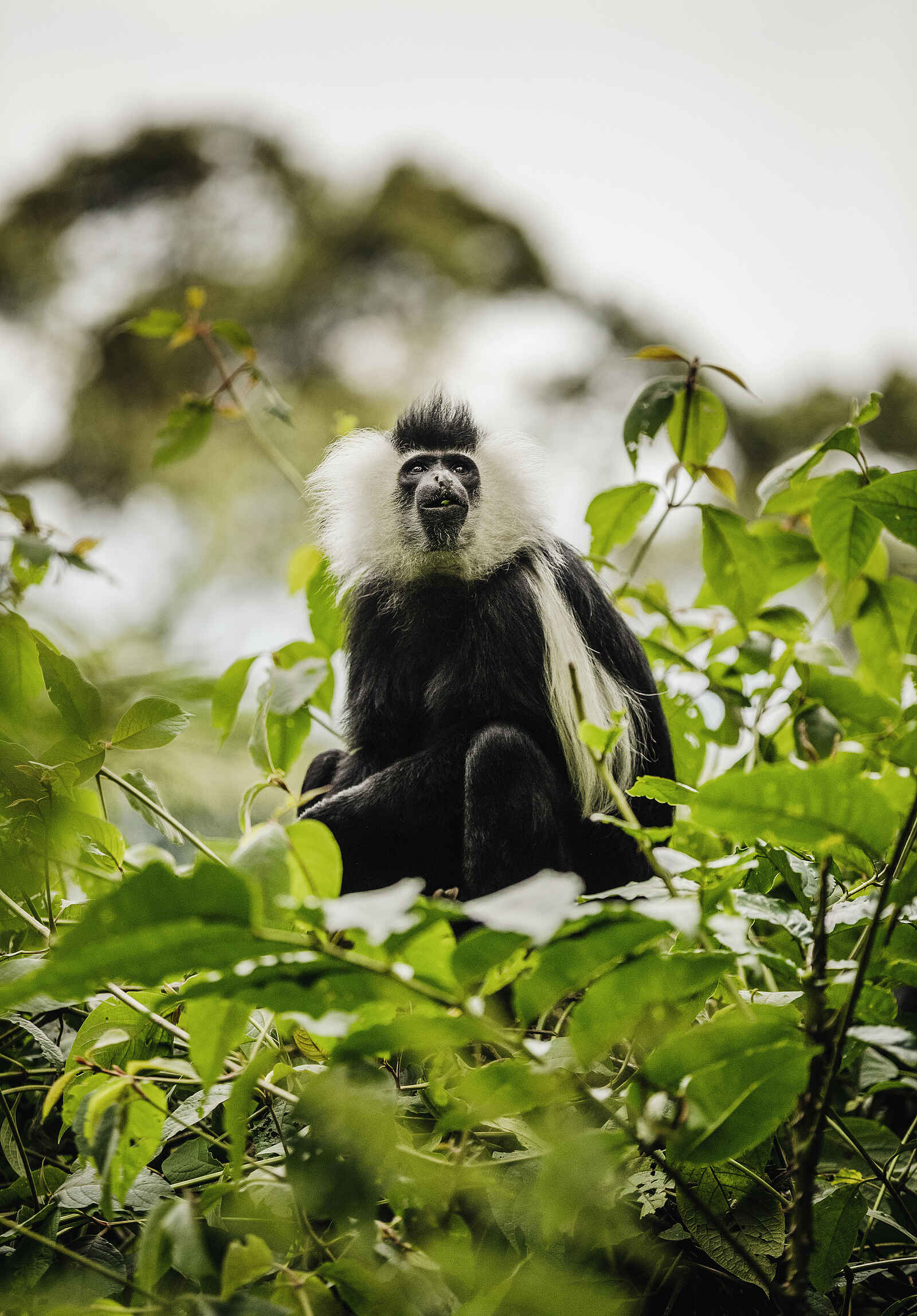 One and Only Nyungwe House: Colobus-Affe One and Only Nyungwe House: Colobus-Affe