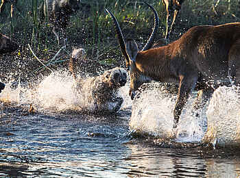 Selinda Camp: Afrikanischer Wildhund bei der Jagd