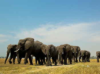 Selinda Camp: Elefantenherde von Vorne