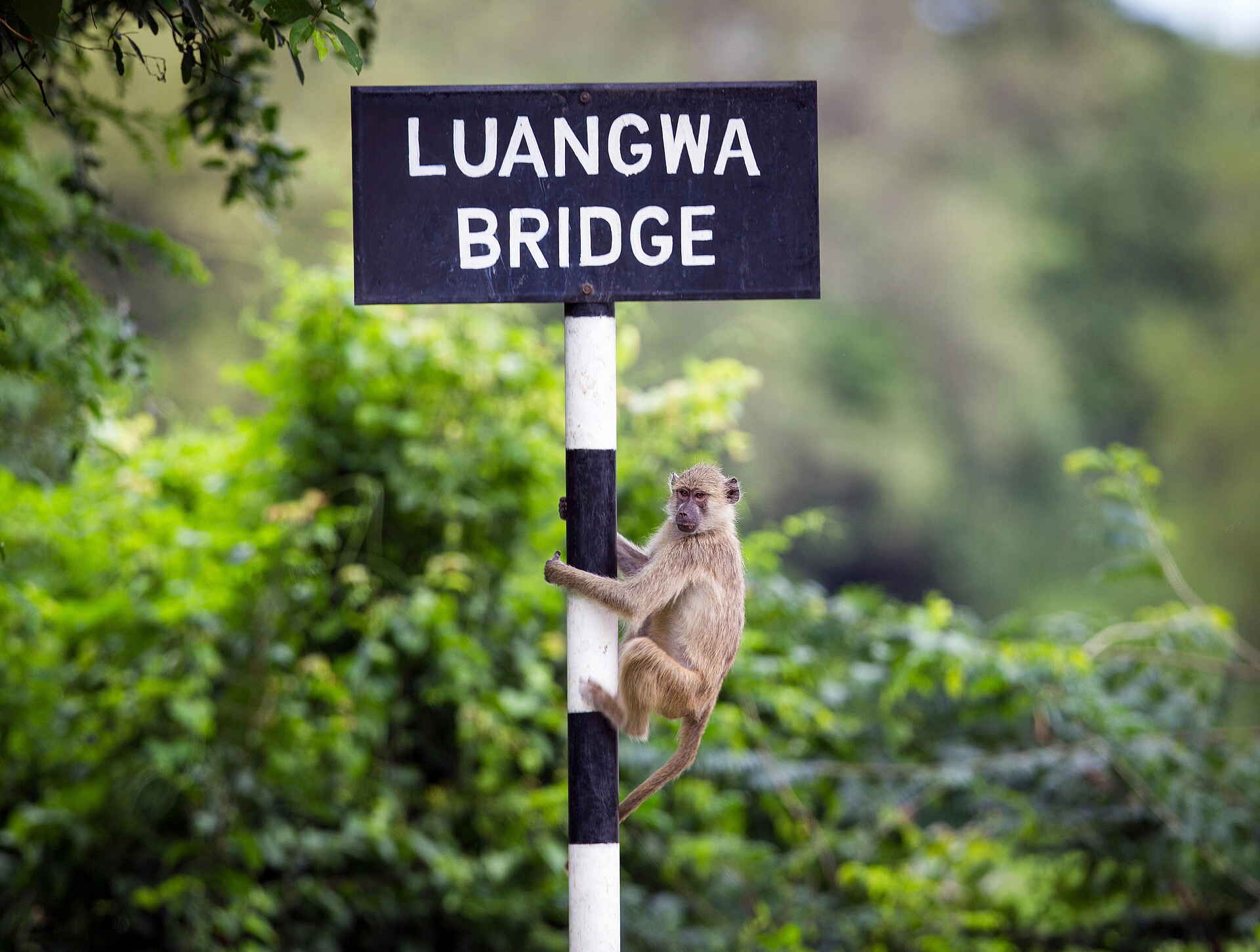 Time + Tide Nsolo: Affiger Zaungast