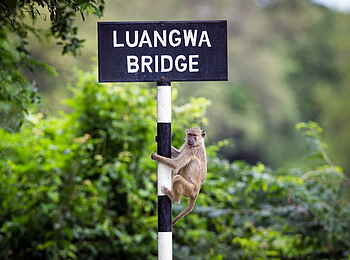 Time + Tide Nsolo: Affiger Zaungast