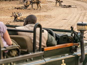 Time + Tide Nsolo: Pirschfahrt und Wild Dogs