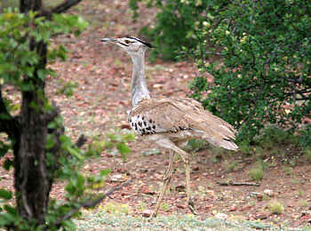 Tuli Safari Lodge Mashatu: Riesentrappe im Tuli-Reservat