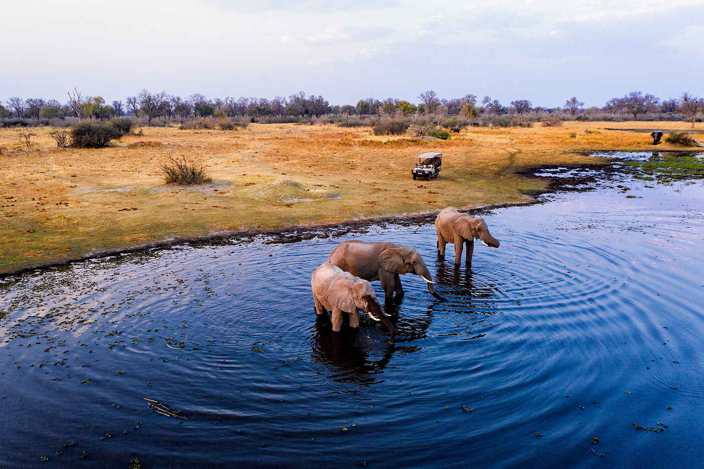Tuludi Camp: Elefanten in einer Lagune
