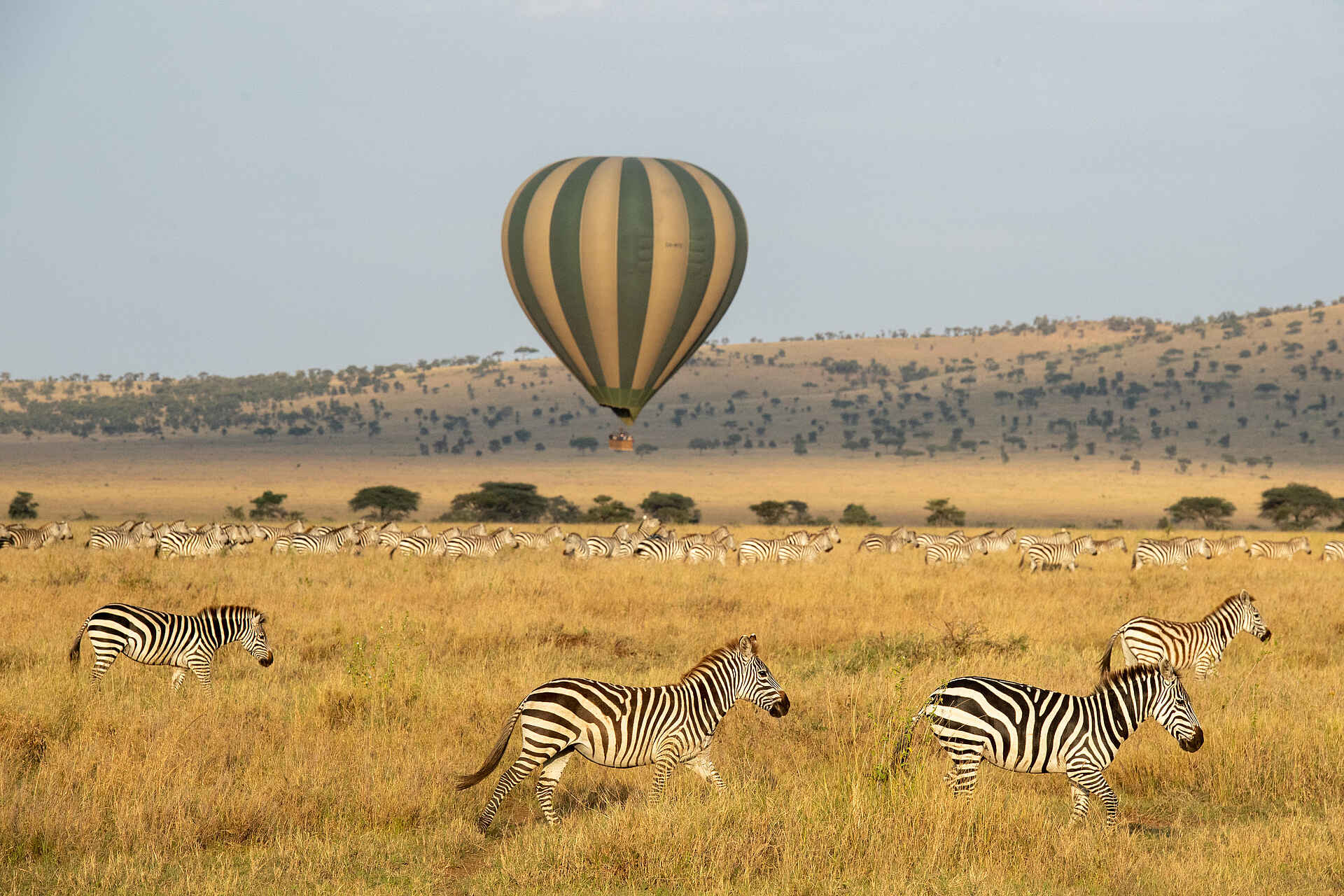 Warangi Ridge Lodge: Zebras Warangi Ridge Lodge: Zebras
