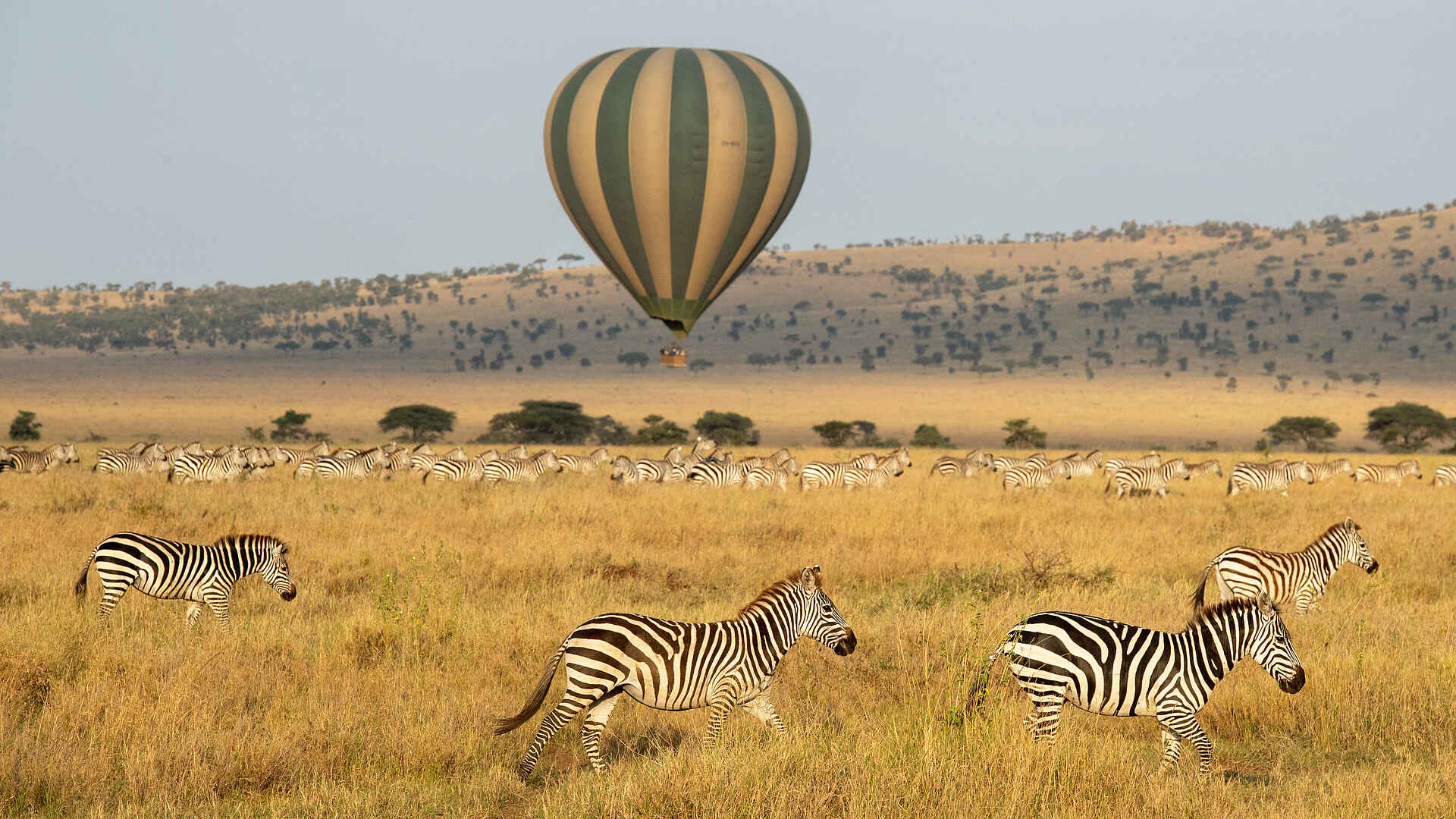Warangi Ridge Lodge: Zebras