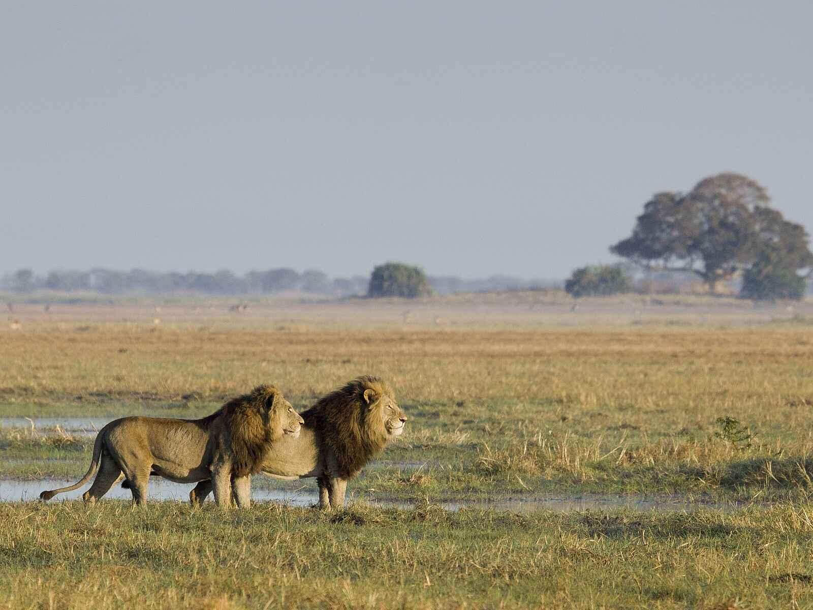 Busanga Bush Camp: Männliche Löwen in den Ebenen Busanga Bush Camp: Männliche Löwen in den Ebenen