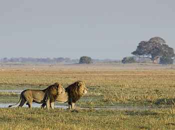 Busanga Bush Camp: Männliche Löwen in den Ebenen Busanga Bush Camp: Männliche Löwen in den Ebenen