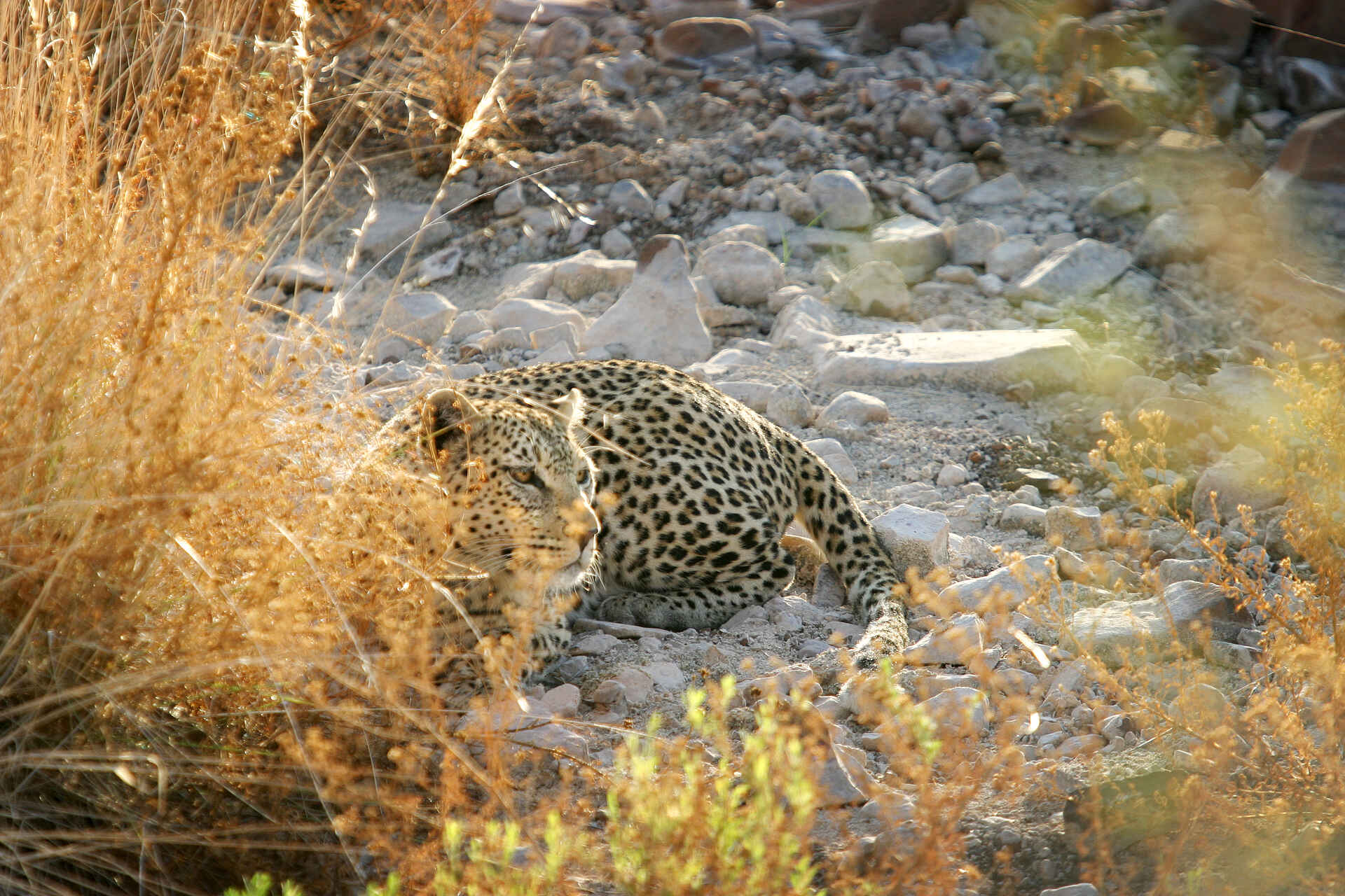 Etendeka Mountain Camp, Fauna, Leopard, Namibia, Natur, Outdoor, Pflanzen, Tiere, Afrikarma, Afrikarma Safaris, Afrikarma Safaris - Wildnis. Hautnah., afrikarma.de
