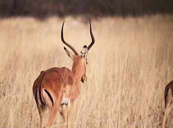 Ghoha Hills Savuti Lodge: Antilope im afrikanischen Busch