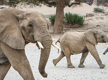 Hoanib Skeleton Coast Camp: Elefantenspaziergang Hoanib Skeleton Coast Camp: Elefantenspaziergang