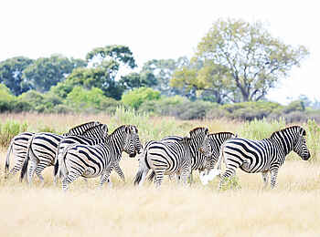 Elephant Pan Camp: Zebras