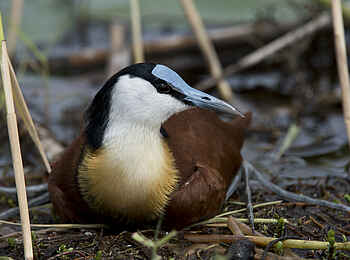 Jacana Camp: African Jacana Nahaufnahme Jacana Camp: African Jacana Nahaufnahme