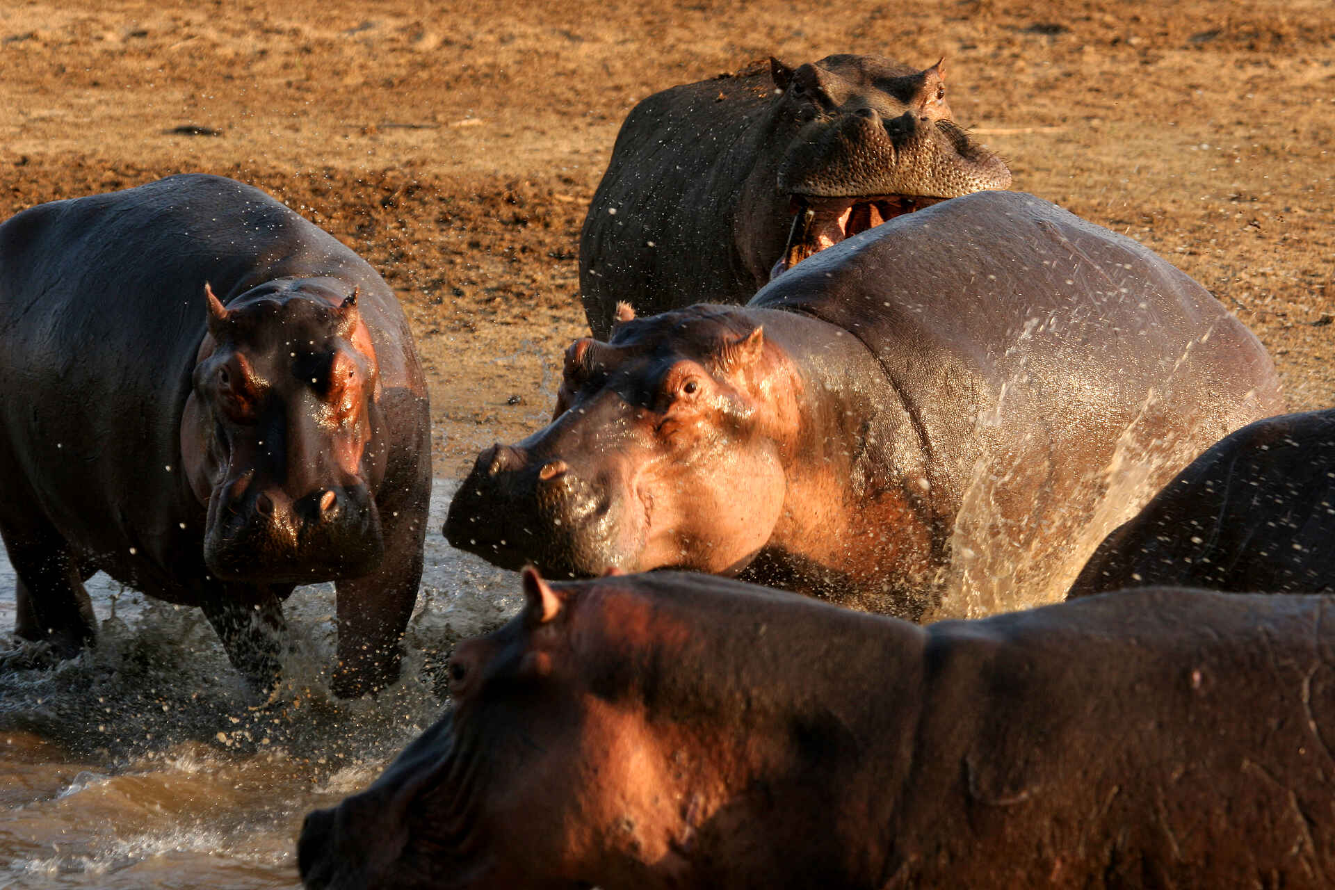 Kaingo Hippo Hide: Quasi mittendrin Kaingo Hippo Hide: Quasi mittendrin