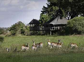 Little Mombo Camp: Lodge Little Mombo Camp: Lodge