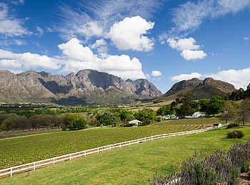 Mont Rochelle Hotel & Vineyard: Blick in den Weinberg Mont Rochelle Hotel & Vineyard: Blick in den Weinberg