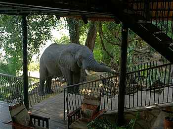 Mukambi Safari Lodge: Elefant zu Gast Mukambi Safari Lodge: Elefant zu Gast